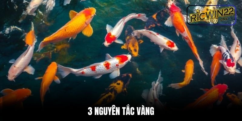 Luận giải mơ thấy cá với 3 nguyên tắc vàng