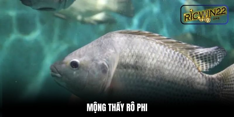 Mộng thấy rô phi