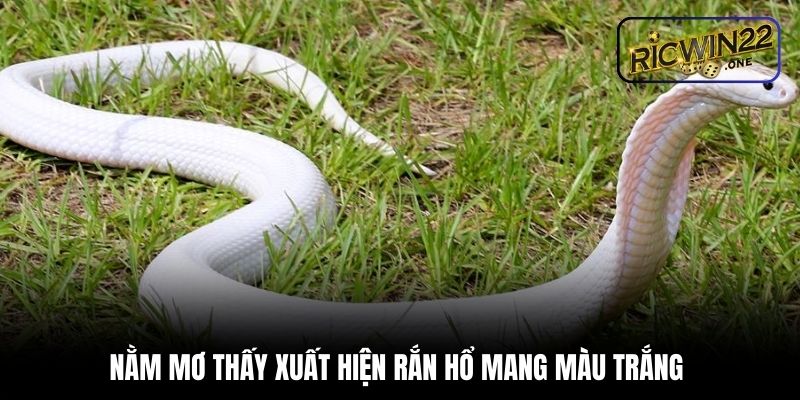 Nằm mơ thấy xuất hiện rắn hổ mang màu trắng 