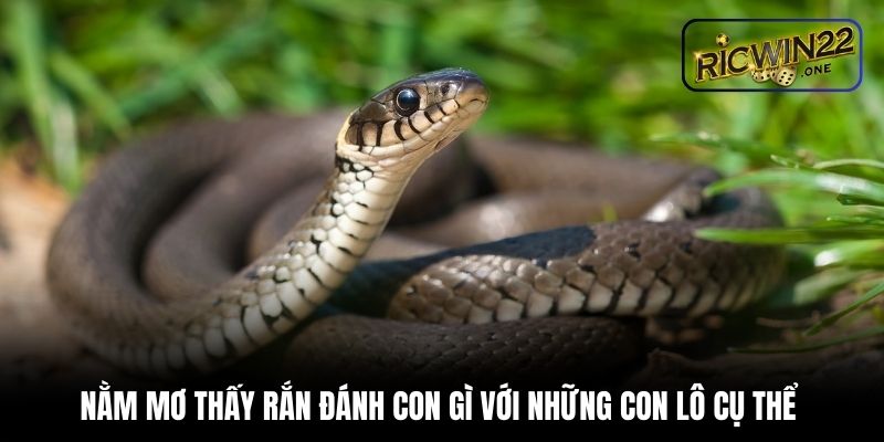 Nằm mơ thấy rắn đánh con gì với những con lô cụ thể 
