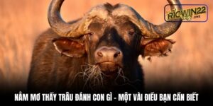 Nằm mơ thấy trâu đánh con gì