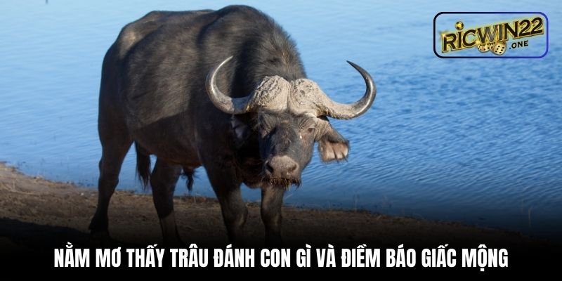 Nằm mơ thấy trâu đánh con gì và điềm báo giấc mộng
