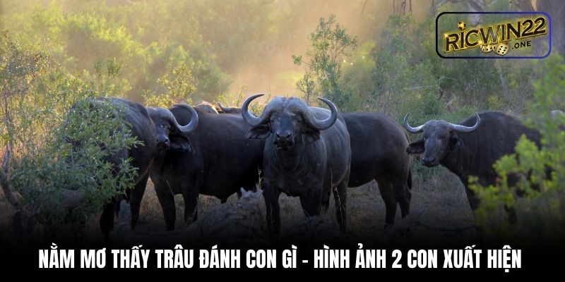 Nằm mơ thấy trâu đánh con gì - Hình ảnh 2 con xuất hiện