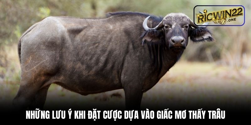 Những lưu ý khi đặt cược dựa vào giấc mơ thấy trâu