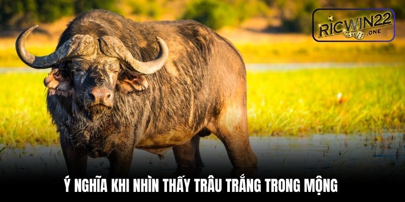 Ý nghĩa khi nhìn thấy trâu trắng trong mộng